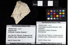 Foto (Objket + Etiketten) von Cracensigillatus acutirostris (Moericke, 1889) 